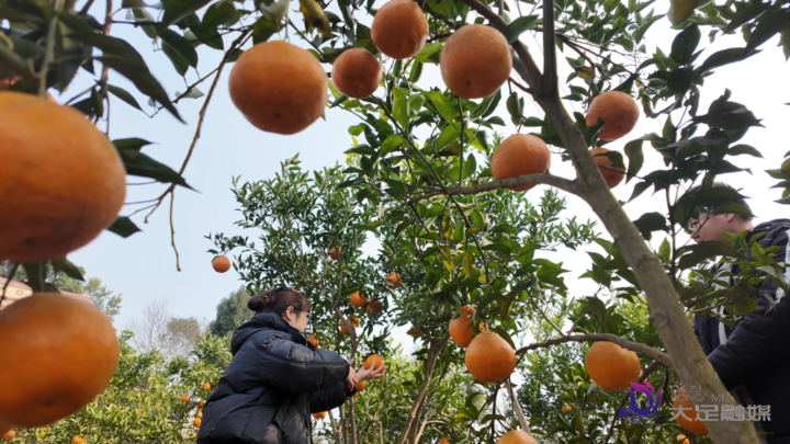棠香街道：千亩橘果富乡亲